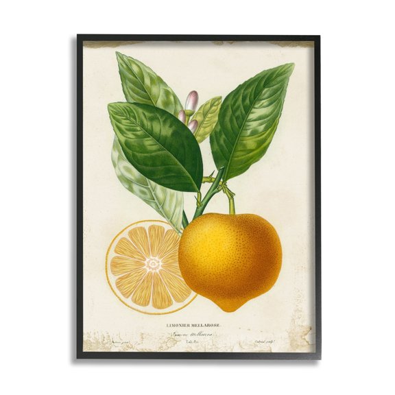 Stupell Industries Vibrant French Lemon Illustration Green Vine Black Framed by Studio W