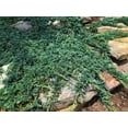 thumbnail image 3 of Blue Rug Juniper  1 Extra Large 3 Gallon Plant  Live Ground Cover Evergreen Shrubs for Landscaping, Garden, Slope Control - Drought Tolerant, Low Maintenance, 3 of 9