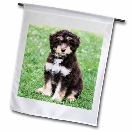3dRose Aussiedoodle. Puppy. Best friend. Family dog. - Garden Flag, 12 by (Best Guard Dogs For Families With Small Children)