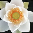 thumbnail image 2 of Christensen, Jim 20x20 White Modern Wood Framed Museum Art Print Titled - Lotus II, 2 of 4