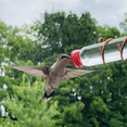 thumbnail image 3 of Window Bird Feeder Feeder Animal Window Bird Feeder Suction Cup Glass Decoration, 3 of 6