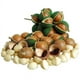 thumbnail image 3 of Macadamia Orgánica Natural Macadamia Natural a Granel GreenLife 1pza 10kg Nuez de Macadamia Kernel Bolsa Sellada, 3 of 4