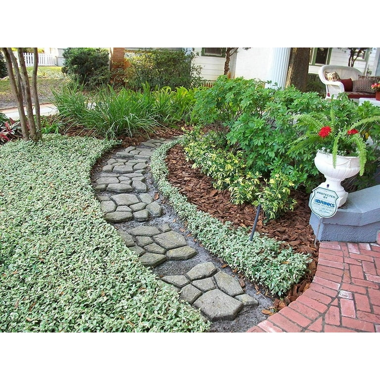 Variegated Asiatic Jasmine Minima 30 Live Plants Easy-Grow Ground