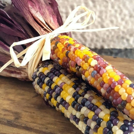 TomorrowSeeds - Red Husk Rainbow Ornamental Corn Seeds - 100+ Count - For 2026 Planting Colorful