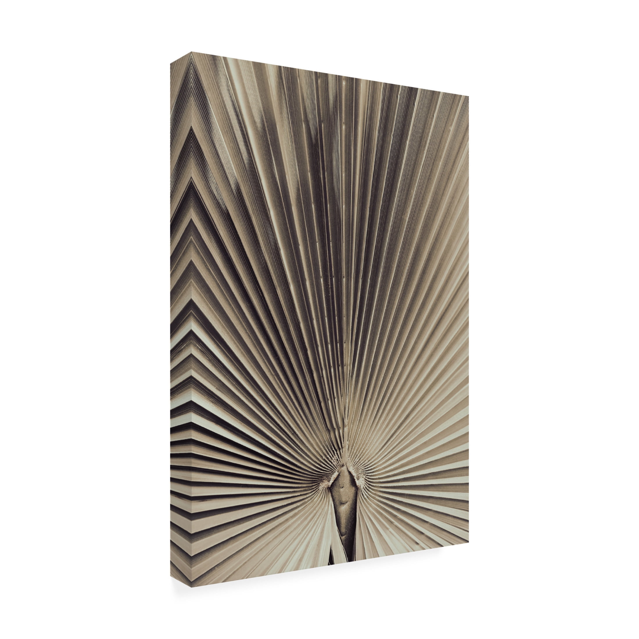 Pictufy Studio III 'Palmblad 1' Canvas Art - 30 x 47 Inches