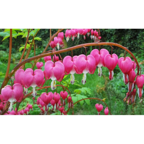Old Fashioned Bleeding Hearts (Pink) 2 Bare Roots