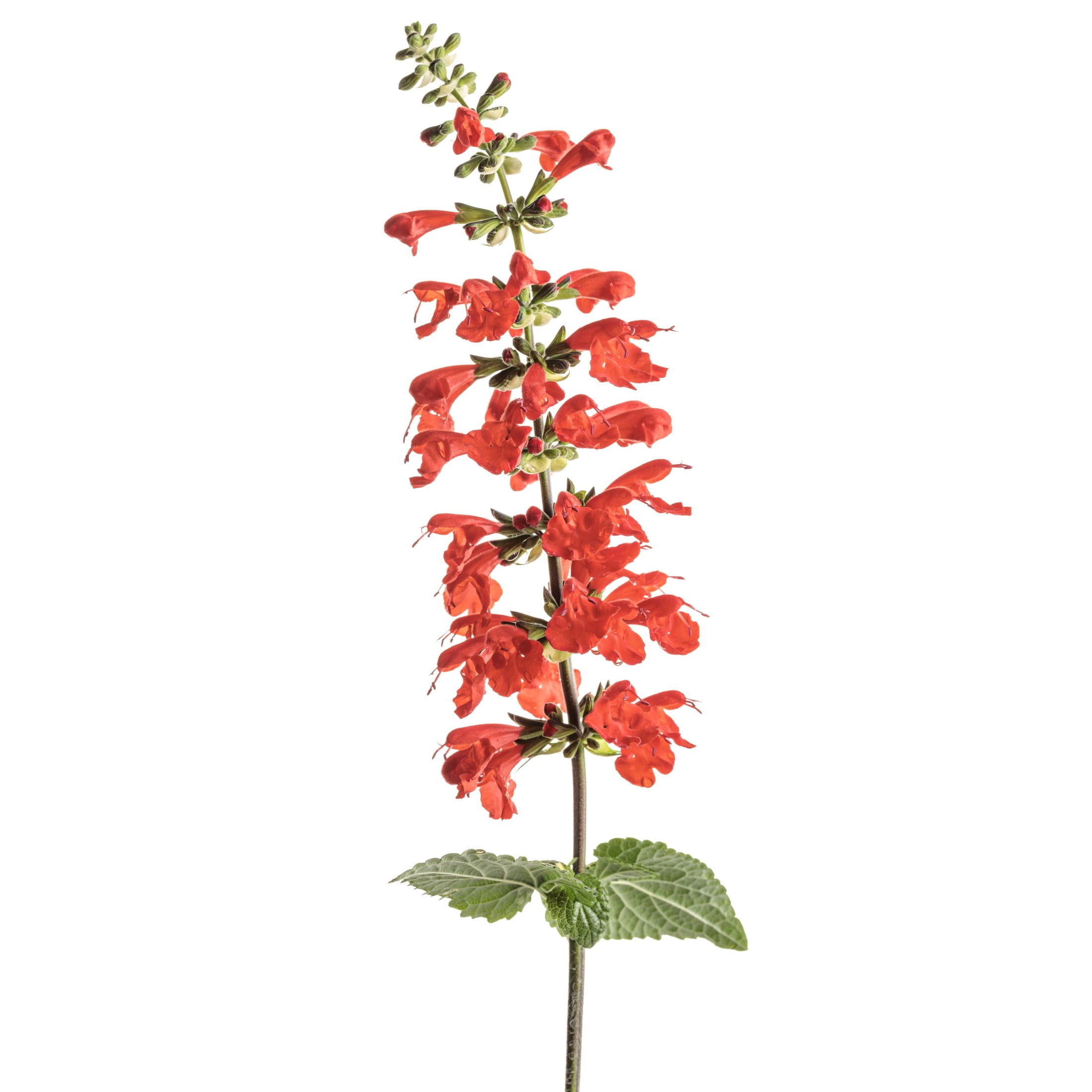 Proven Winners 8" Unplugged Red Scarlet Sage Live Plant in 6.5" Pot