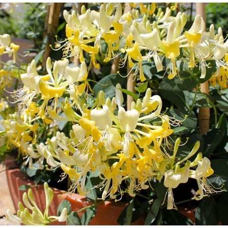 Set 2 Fragrant Honeysuckle Bushes Live, 8-12 Inch Tall Lonicera Honeysuckle Rooted Cuttings, Hardy Flowering Shrubs for Outdoor Planting