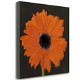 thumbnail image 2 of "Midnight Gerbera I" By Robert Lacie, Fine Art Giclee Print on Gallery Wrap Canvas, Ready to Hang, 2 of 2