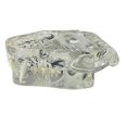thumbnail image 4 of Transparent Teeth Anatomical Model Dental Animals Oral Tooth Jaw for Veterinary Educational Tool (C, 4 of 5
