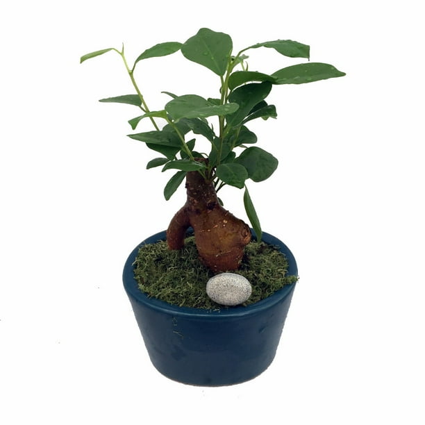 Ginseng Weeping Fig Serenity Bonsai Ficus 4 Ceramic Planter Moss Stone Walmart Com Walmart Com