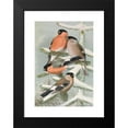 thumbnail image 2 of Johann Friedrich Naumann 14x18 Black Modern Framed Museum Art Print Titled - Pyrrhula Pyrrhula, Pyrrhula Pyrrhula Europaea (Vieill.), 2 of 5