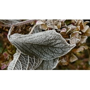Hoarfrost Cold Frozen Leaves Frost Hydrangea Leaf-20 Inch By 30 Inch Laminated Poster With Bright Colors And Vivid Imagery-Fits Perfectly In Many Attractive Frames