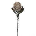 thumbnail image 1 of 22" Cream Dried Torch Ginger Stem 3/Bag, 1 of 1