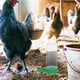thumbnail image 4 of Alimentador de aves de corral, cubo de alimentación para pollos, comedero para patos, contenedor de comida para pollitos, bebedero para pollitos, 4 of 5