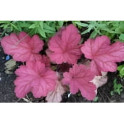 3 Berry Smoothie Heuchera in 3 inch Size Plugs/Coral Bells—Plugs removed from tray, and stretch wrapped for transit