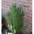 thumbnail image 3 of Barbecue Rosemary Plant - 3" Pot, 3 of 4