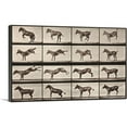 thumbnail image 1 of ARTCANVAS Donkey Bucking and Kicking Canvas Art Print by Eadweard Muybridge - Size: 18" x 12" (0.75" Deep), 1 of 9
