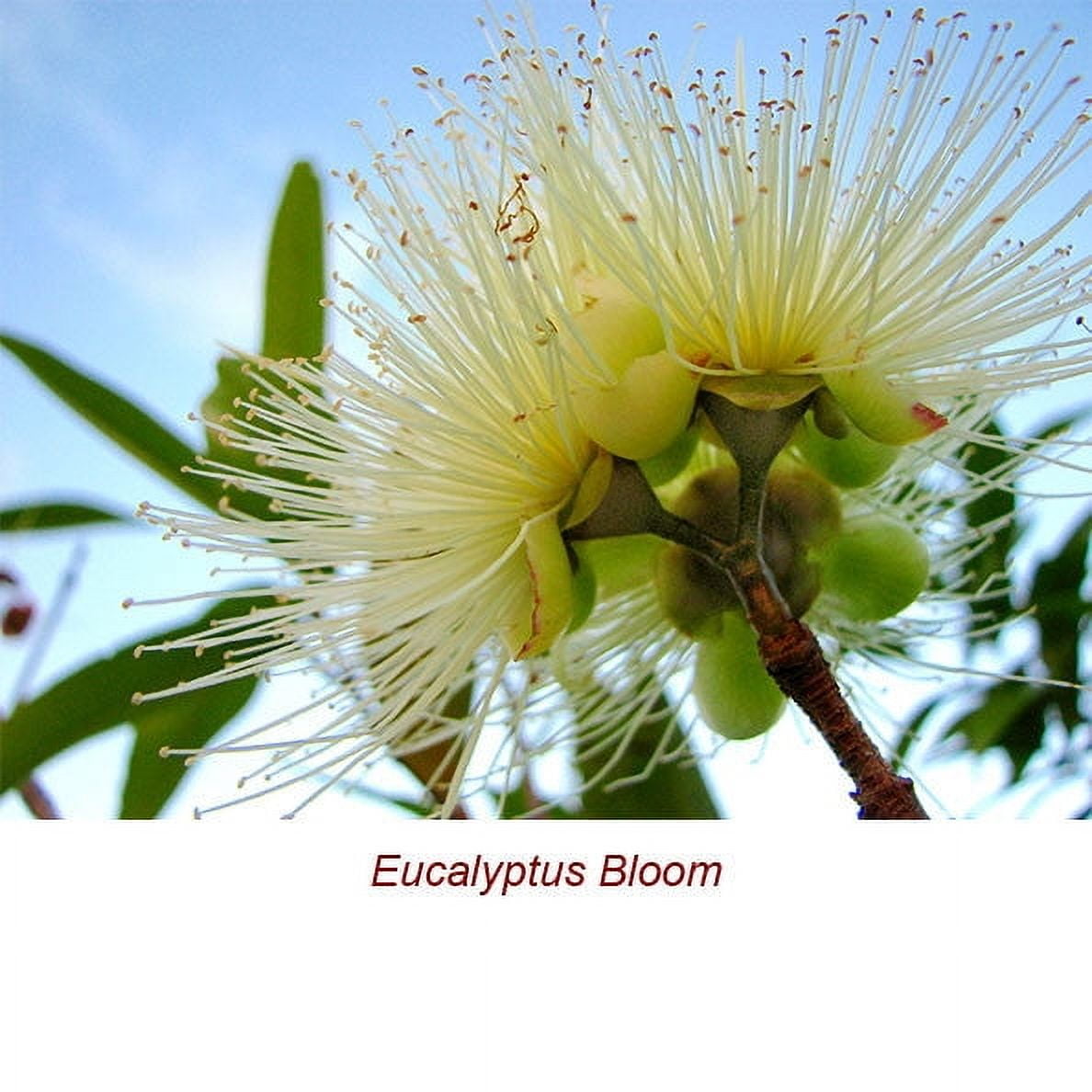 Eucalyptus Globulus Organic Essential Oil 1 fl oz (30 ml) - 100% Pure and Natural by Silky Scents