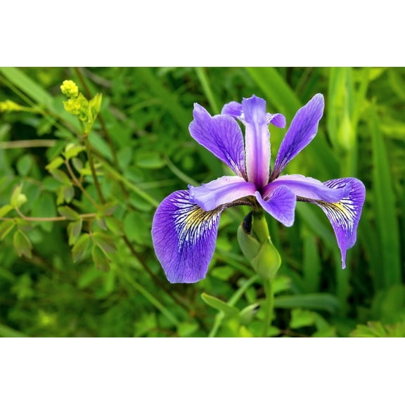 Seedville 25 Blue Flag Iris Iris Versicolor Plant Seeds