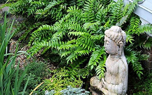 Japanese Holly Fern - 10 Live Plants - Cyrtomium Falcatum Rochfordianum