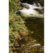 County Kerry Ireland Fuchsia Bush Beside Stream Canvas Art - Peter McCabe Design Pics (22 x 34)