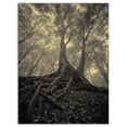 thumbnail image 2 of Tree with Big Roots on Halloween - Landscape Photography Canvas Print, 2 of 3