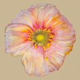 thumbnail image 3 of Ludwig, Alicia 12x12 Black Modern Framed Museum Art Print Titled - Poppy Blossom I, 3 of 5