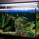 thumbnail image 5 of Plantas artificiales para acuarios, utilizadas para la decoración de acuarios.Plantas de acuario, 5 of 5