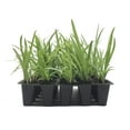 thumbnail image 2 of Agapanthus Getty White - 50 Live Plants - Blooming Groundcover Grass, 2 of 9