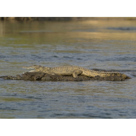 Crocodile Rock - Crocodile cooling off on rock in the Zambezi River Livingstone Zambia Poster Print