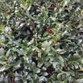 thumbnail image 6 of National Plant Network 3 gal Holly 'Nellie R. Stevens' Live Perennial Shrub with Full Sunlight, 6 of 9