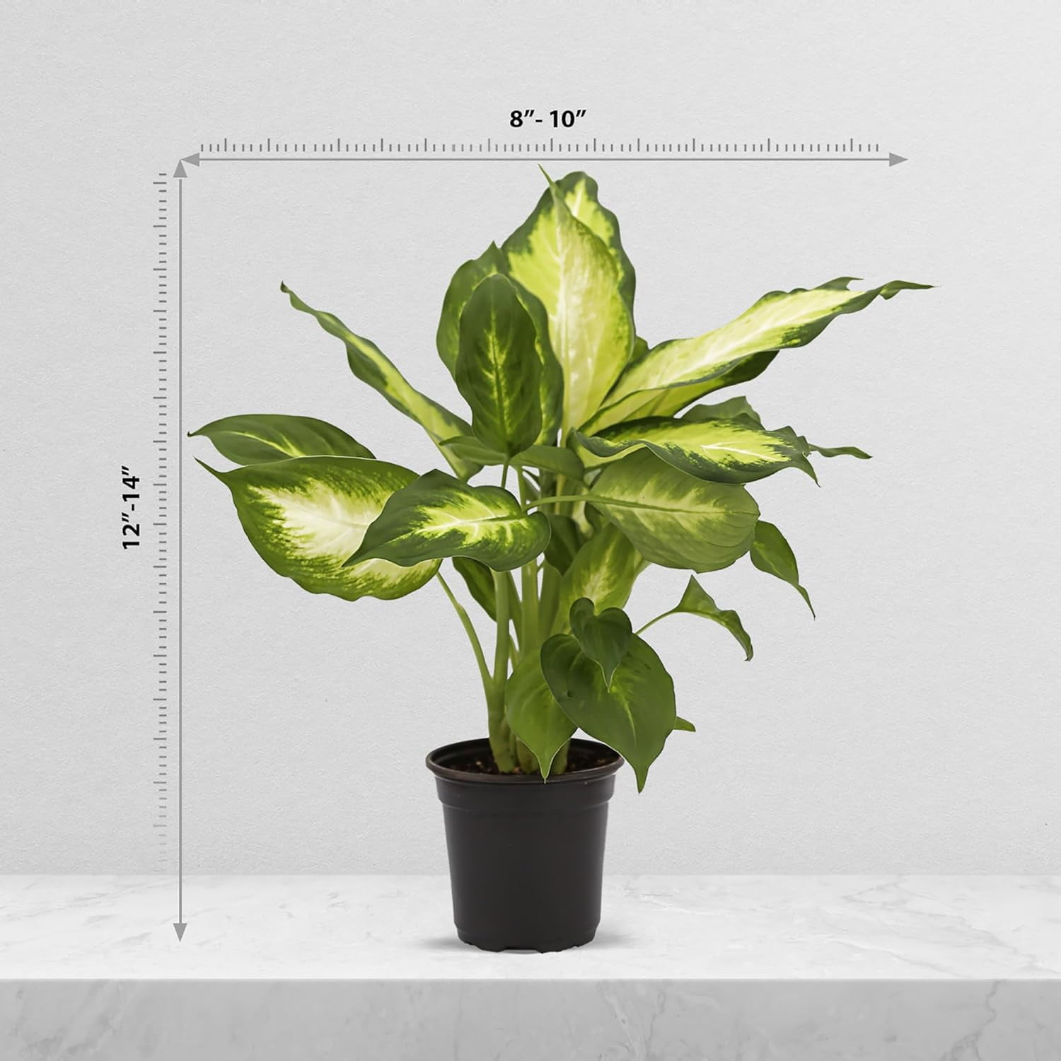 LOSSOM BOOM GARDEN CENTER Dieffenbachia Dumb Cane Palm Tree Live Plants Pot, Fully Rooted Plant