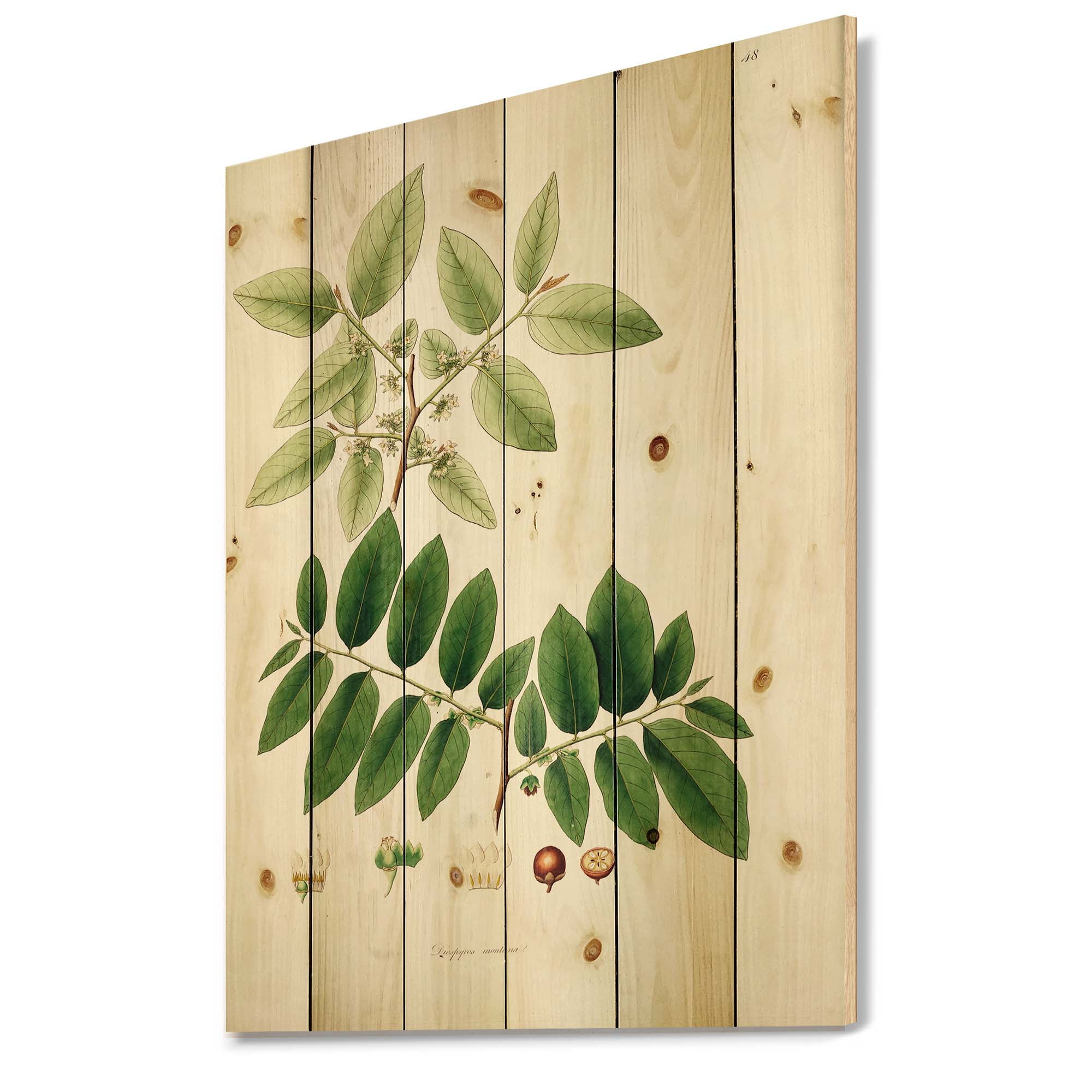Designart 'Ancient Botanicals XIV' Farmhouse Print on Natural Pine Wood
