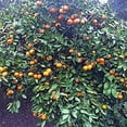 thumbnail image 4 of Nelson Citrus & Avocado Fruiting Trees 12-10-10 4lb, 4 of 4