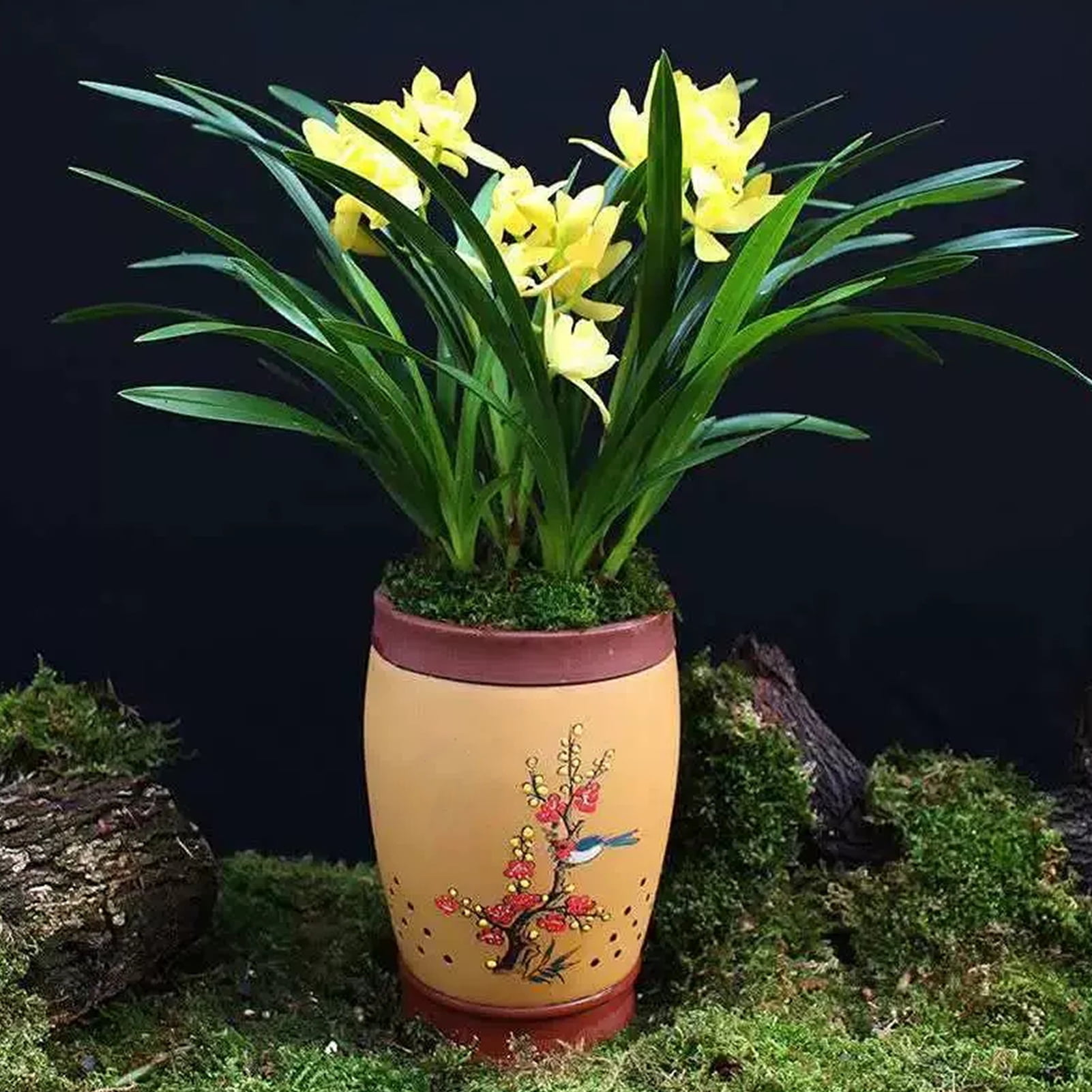 Natural Forest Moss for Plants and Reptiles Dried Green Sphagnum Moss Potting Mix for Orchid Plants Succulent Reptiles