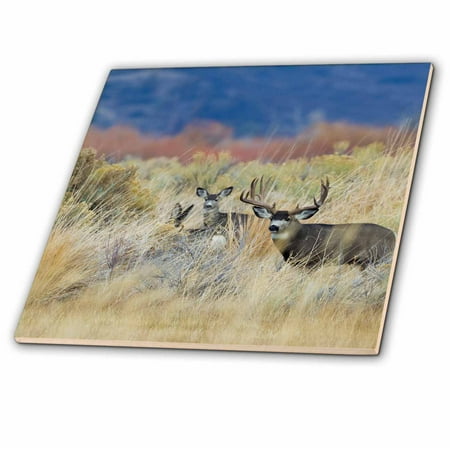 Do Ceramic Tile - 3dRose Mule Deer Buck with Does - Ceramic Tile, 12-inch