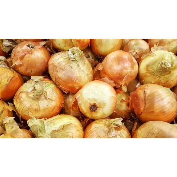 Onion, Walla Walla Seeds
