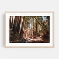 thumbnail image 2 of Sunlight through the Redwoods - California Photography Forest Nature Woodland Scenic Woods Autumn Bridge Unframed Wall Art Print 20 x 28 inches, 2 of 7