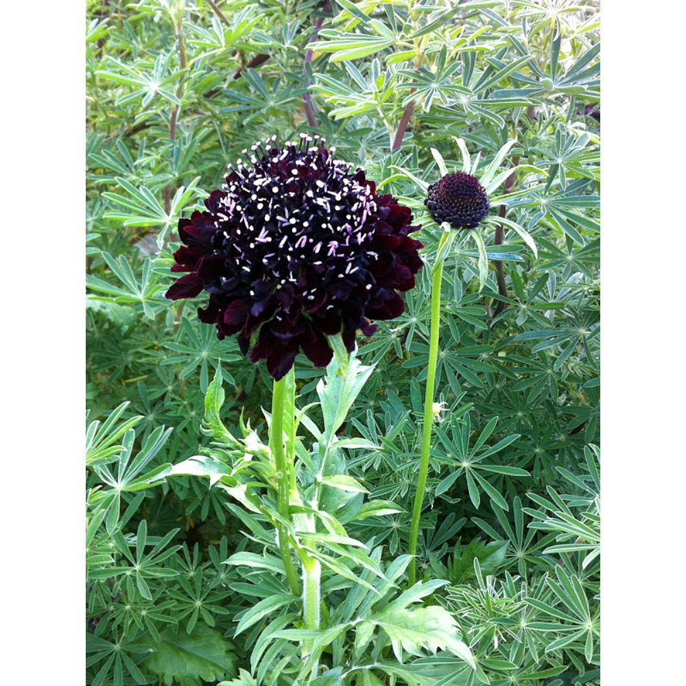 Black Knight Pincushion Flower Scabiosa Long Blooming/Perennial