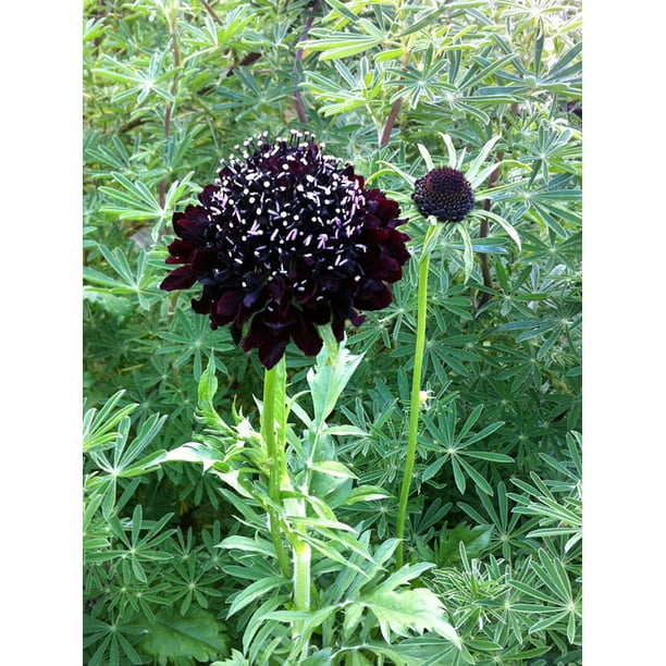 Black Knight Pincushion Flower Scabiosa Long Blooming/Perennial Quart Pot