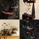 thumbnail image 2 of Set of 5 Mushroom Shelf Wall Decor Small Wall Shelf for Bedroom Resin Mushroom Decor Floating Shelve, 2 of 5