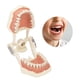 thumbnail image 5 of Modelo Tipodonto Dental, Educativo 32 Dientes DP Marco De Mandíbula Modelo De Dientes Habilidades Prácticas Para Enseñar Para Dentistas, 5 of 7