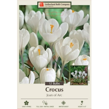 Joan of Arc Giant Crocus - Early Blooming - 8/9cm -12 Bulbs