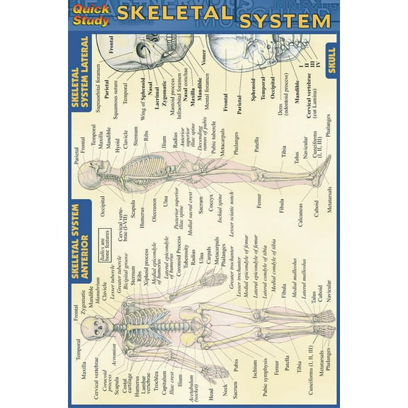 Skeletal System (Other)