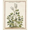 thumbnail image 3 of Munting, Abraham 12x14 Black Modern Framed Museum Art Print Titled - Munting Botanicals V, 3 of 5