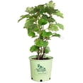 thumbnail image 2 of Alice Oakleaf Hydrangea, 2 of 3