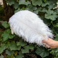 thumbnail image 3 of 10 piezas/lote de plumas de avestruz blancas naturales para manualidades, 15-45 cm, decoración de bodas, fiestas, centros de mesa, carnaval, Plumas Deco, 3 of 5