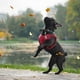 thumbnail image 5 of Arnés para perros Tejido de gamuza suave al tacto Chaleco para mascotas Arnés reflectante ajustable sin tirones para cachorros, perros pequeños y medianos Ormromra LRWJ046-20, 5 of 8
