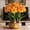 D, variant on Amaryllis, Low Maintenance - Easy Grow - Ideal for Beds Borders, Plant Pots & Planters